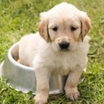 Mennyire okos a kutyád? 