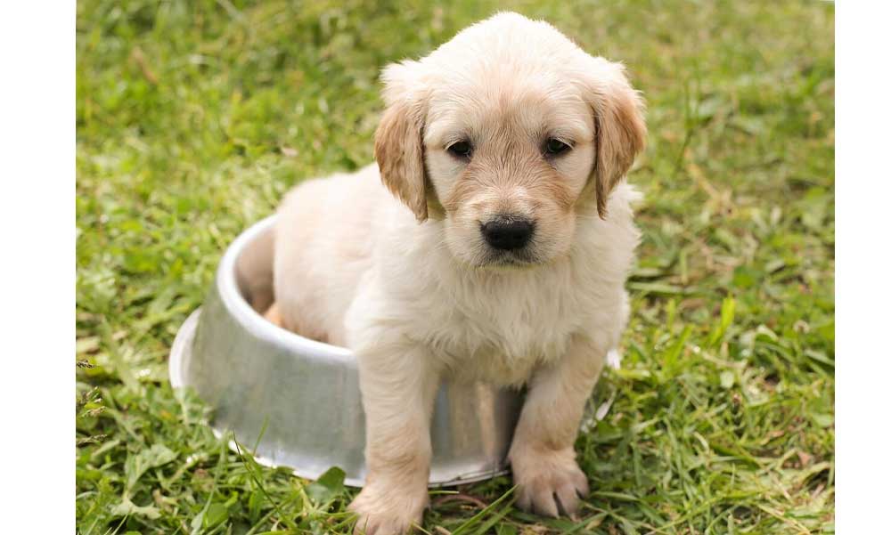 Mennyire okos a kutyád?