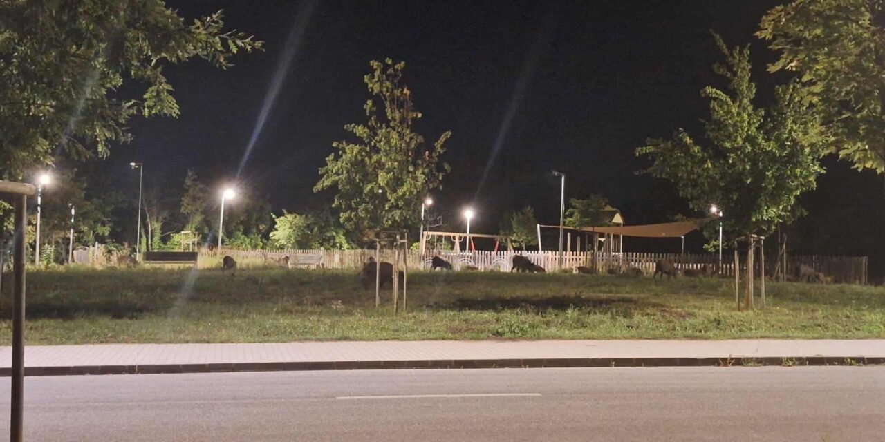 Ellepték a Hegyvidéket a vaddisznók, de a sertéspestis miatt nem lehet áttelepíteni őket