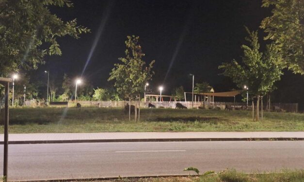 Ellepték a Hegyvidéket a vaddisznók, de a sertéspestis miatt nem lehet áttelepíteni őket