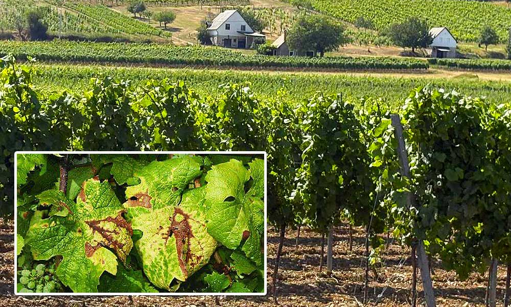 Fertőző betegség miatt zárlat alá vontak két települést a Balatonnál – Nagyobb a baj, mint sokan gondolták, a Kormányinfón is erről beszélt a miniszter