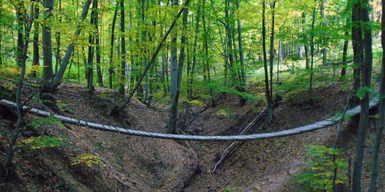 Borzalom Dunaújvárosban: 20 méteren keresztül, a nyakánál fogva rángatott be egy 12 kisfiút az erdőbe a hajléktalan, majd borzalmas dolgot művelt vele