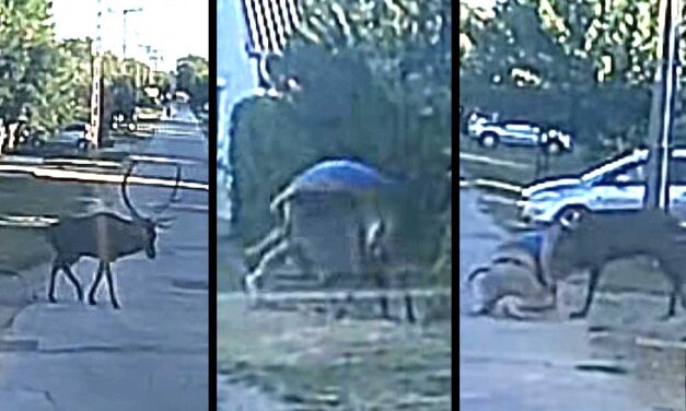 Megvadult szarvas támadt egy férfire Dunaújváros közelében, felöklelte és rongybabaként dobálta az utcán – Videóval