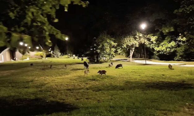 Egyre durvább a vaddisznóhelyzet a 12. kerületben: a polgármester szerint 500 példány élhet a Hegyvidéken, a helyiek félnek kimenni az utcára – videó a cikkben
