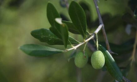 Mire figyelj, ha olajfát teleltetsz?
