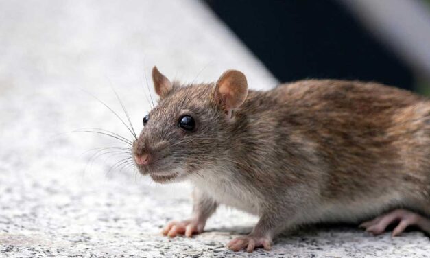 6 környezetbarát megoldás a patkányok elleni védekezésre