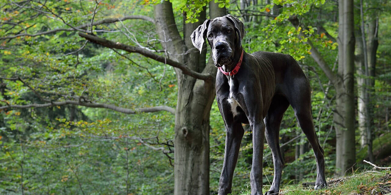 Kutyatámadás Budakeszin: egy póráz nélkül rohangáló dán dog támadt rá egy labradorra az erdőben, a megsebesített kutya néhány nap múlva elpusztult