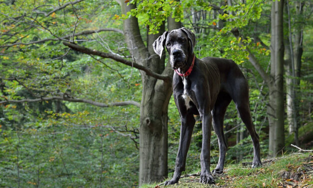 Kutyatámadás Budakeszin: egy póráz nélkül rohangáló dán dog támadt rá egy labradorra az erdőben, a megsebesített kutya néhány nap múlva elpusztult