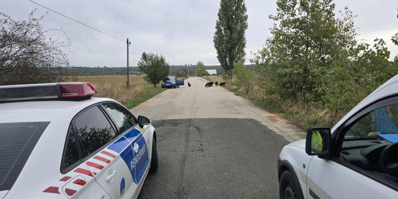 Falkába verődött kutyák támadtak meg egy nőt Pécelen, az ebek úgy bevadultak, hogy 6 állatot ki is kellett lőni