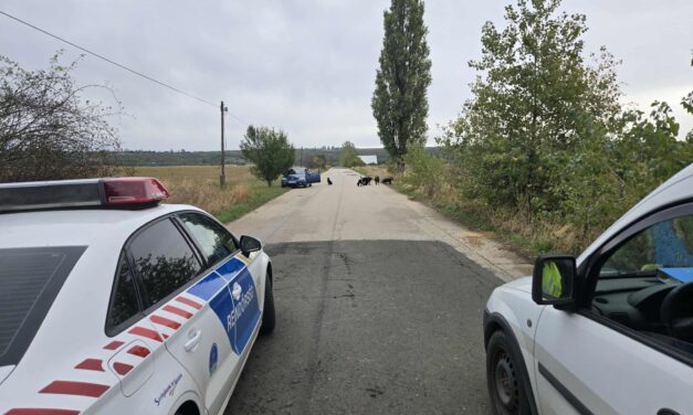 Falkába verődött kutyák támadtak meg egy nőt Pécelen, az ebek úgy bevadultak, hogy 6 állatot ki is kellett lőni