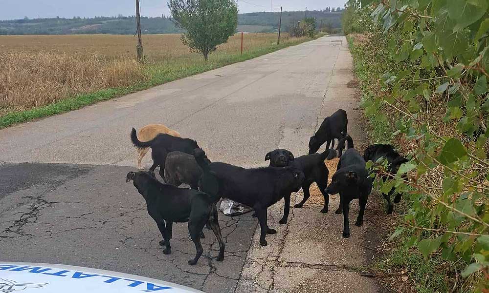 „Azt hittem, meghalok” – megszólalt a nő, akire a megvadult kutyafalka támadt rá Pécelen