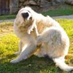 Allergia okozta viszketés csillapítása kutyáknál