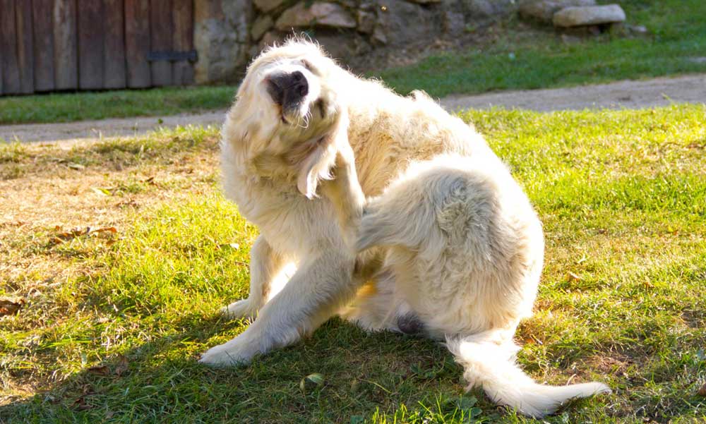 Allergia okozta viszketés csillapítása kutyáknál