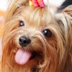 Milyen gyakran kell állatorvoshoz vinni egy egészséges yorkit?