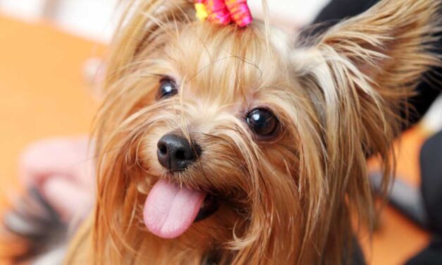Milyen gyakran kell állatorvoshoz vinni egy egészséges yorkit?