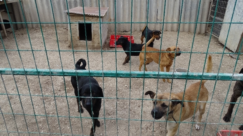 „Cafatokra tépték a lányomat” – 6 kutya támadt rá a 13 éves kislányra Zsámbékon, súlyosabb büntetést kérnek a gazdára