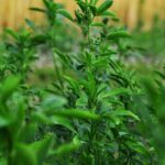 A pillangósvirágúak szerepe a modern mezőgazdaságban