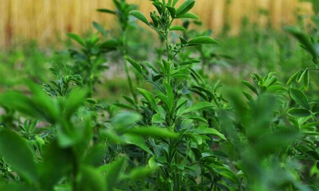 A pillangósvirágúak szerepe a modern mezőgazdaságban