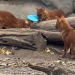 Frizbit dobott a vadkutyák ketrecébe egy látogató a Fővárosi Állatkertben, a műanyag darabok akár halálosak is lehetnek számukra