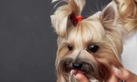 Mire figyelj, ha yorkshire terriert tartasz? Fajtaleírás és egészségmegőrzés