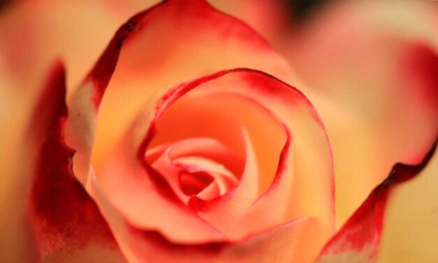 Időtálló elegancia a lakásban