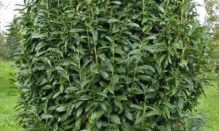 Babérkultúra: a dísznövények sokszínűsége