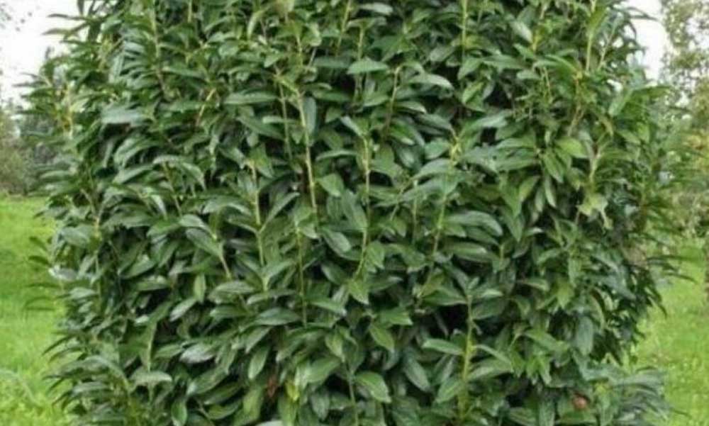 Babérkultúra: a dísznövények sokszínűsége