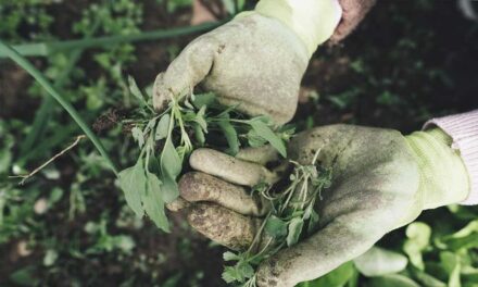 Legyen minden apró hulladék érték: tavaszi komposztálás bátran