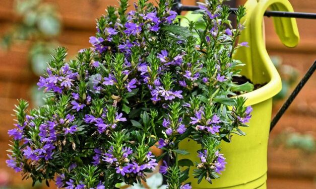 7 különleges balkonnövény, amit kipróbálhatsz