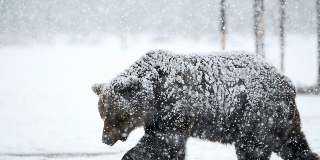 Medvét észleltek Mogyoródon, figyelmeztetést adott ki a helyi és a fóti önkormányzat