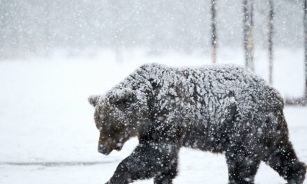 Medvét észleltek Mogyoródon, figyelmeztetést adott ki a helyi és a fóti önkormányzat
