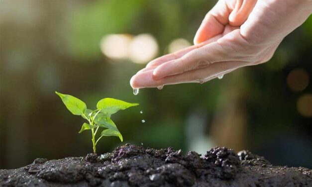 Huminsav: a kertészkedés láthatatlan hőse