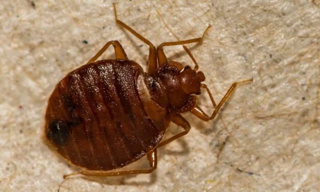 Ágyi poloska invázió Budapesten: Egy szakértő vészharangot kongat