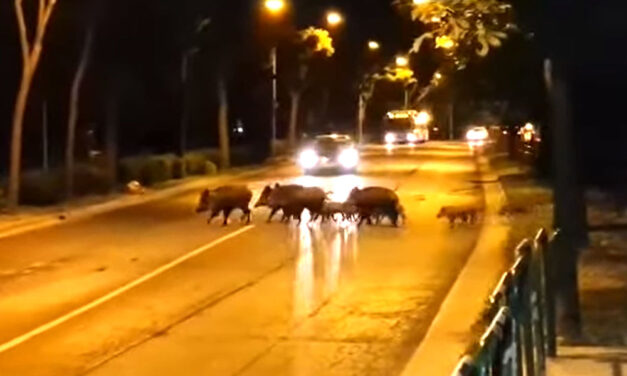 Vaddisznóhelyzet Budán: eddig 83 egyedet fogtak be a Hegyvidéken