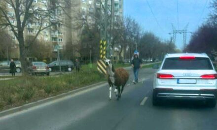 Elszabadult egy láma a Havanna-lakótelepen, a lakók a panelok között kergették az állatot – videó a cikkben