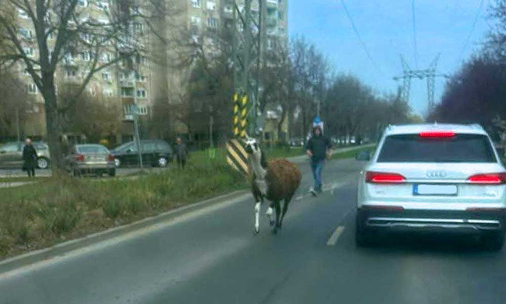 Elszabadult egy láma a Havanna-lakótelepen, a lakók a panelok között kergették az állatot – videó a cikkben