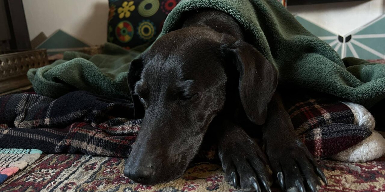 Gazdái autóbalesete után rohant világgá Pipa, 12 nap után találtak rá a váci Kompkötő-szigeten a kutyát