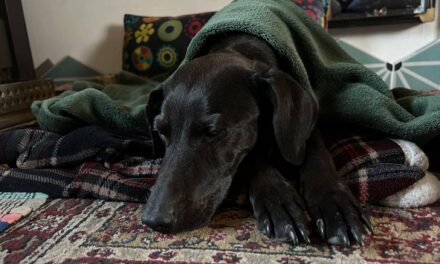 Gazdái autóbalesete után rohant világgá Pipa, 12 nap után találtak rá a váci Kompkötő-szigeten a kutyát