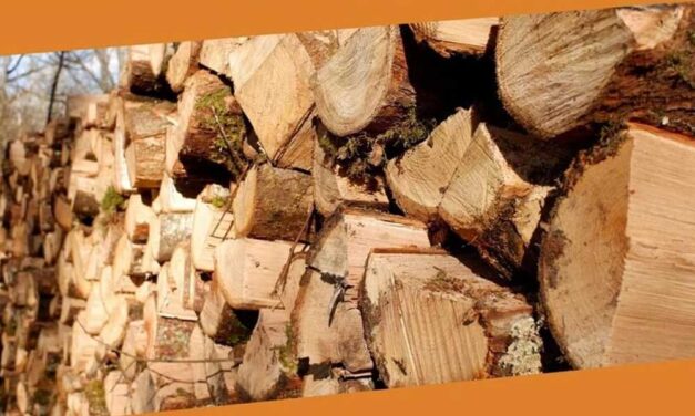 Miért kulcsfontosságú a lánckenő olaj a láncfűrészed számára?