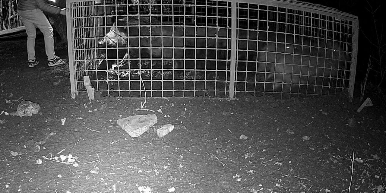 Valaki szabadon engedett 10 vaddisznót a 12. kerületi önkormányzat által felállított csapdából