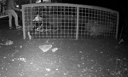 Valaki szabadon engedett 10 vaddisznót a 12. kerületi önkormányzat által felállított csapdából