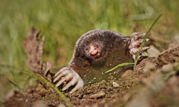 Új megoldások a kerti rágcsálók és vakondok ellen