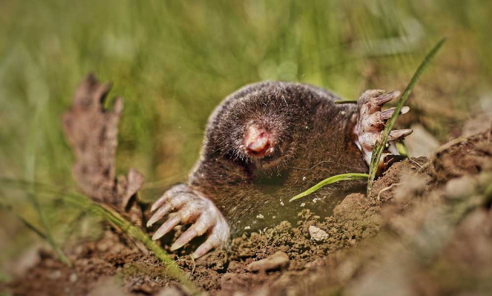 Új megoldások a kerti rágcsálók és vakondok ellen