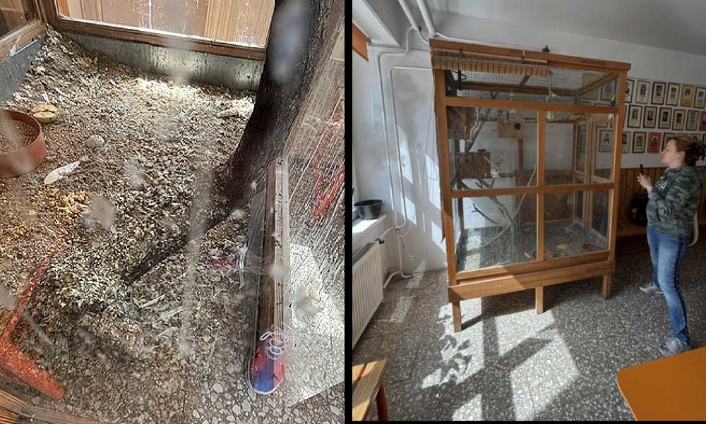 Horror az óbudai iskolában: Fertőzésveszély és ürülékpor, az igazgatónő magyarázkodik