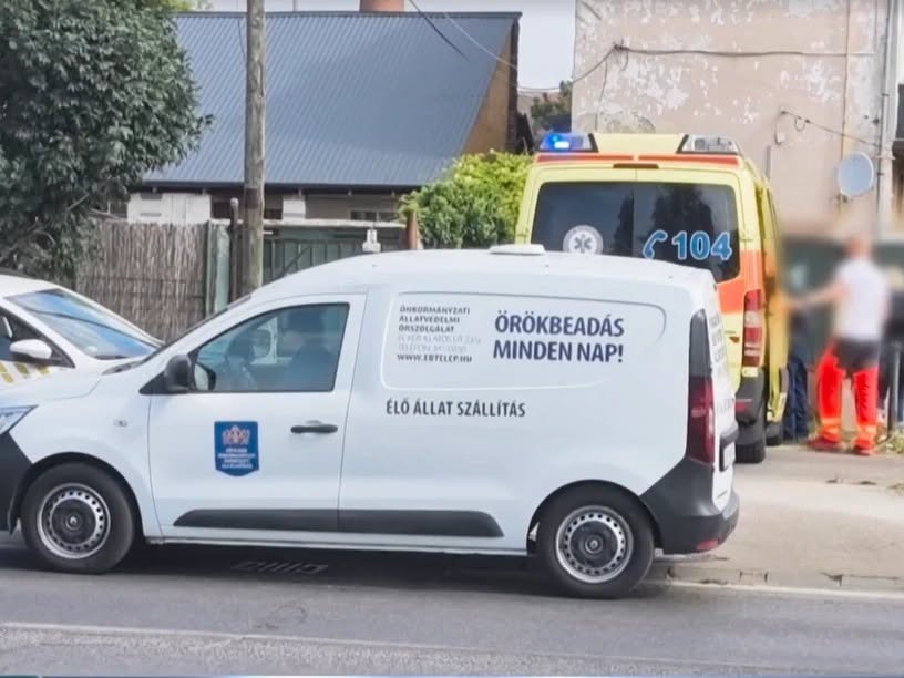 Kutyatámadás Csepelen: saját gazdájára rontott rá az állat, harapta és tépte a nő kezét