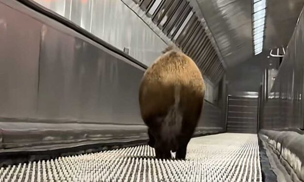 Vaddisznó rontott be a Kossuth téri megállóba, leállították a 2-es metró – videó a cikkben