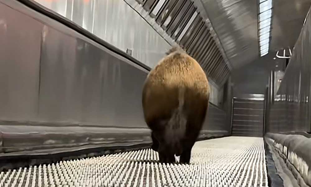 Vaddisznó rontott be a Kossuth téri megállóba, leállították a 2-es metró – videó a cikkben