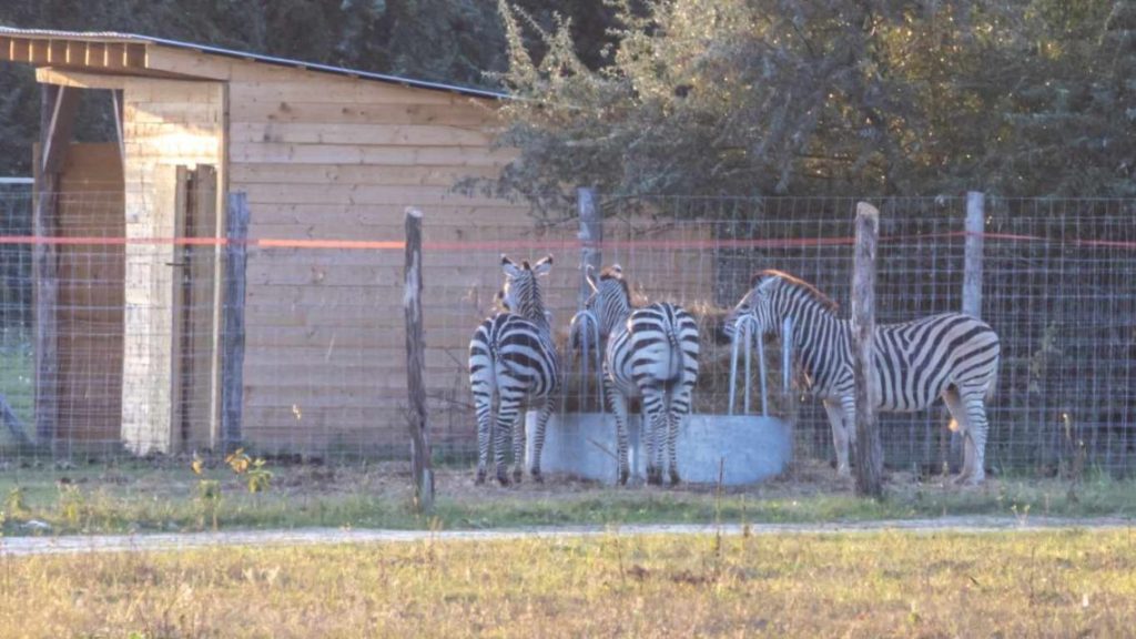 A negyedik hatvanpusztai zebra tetemét is a dögkútba dobták Mészáros Lőrinc vadásztársaságának emberei