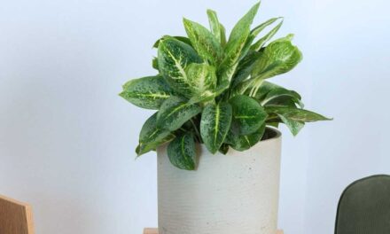 A trópusok színei: az aglaonema varázsa otthon