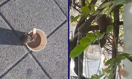 Patkányinvázió Zuglóban: Egyre nagyobb a pánik, az Örs vezér terén fényes nappal szaladgálnak a rágcsálók, sok utcában az ablakot sem merik nyitva hagyni